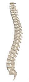lumbar